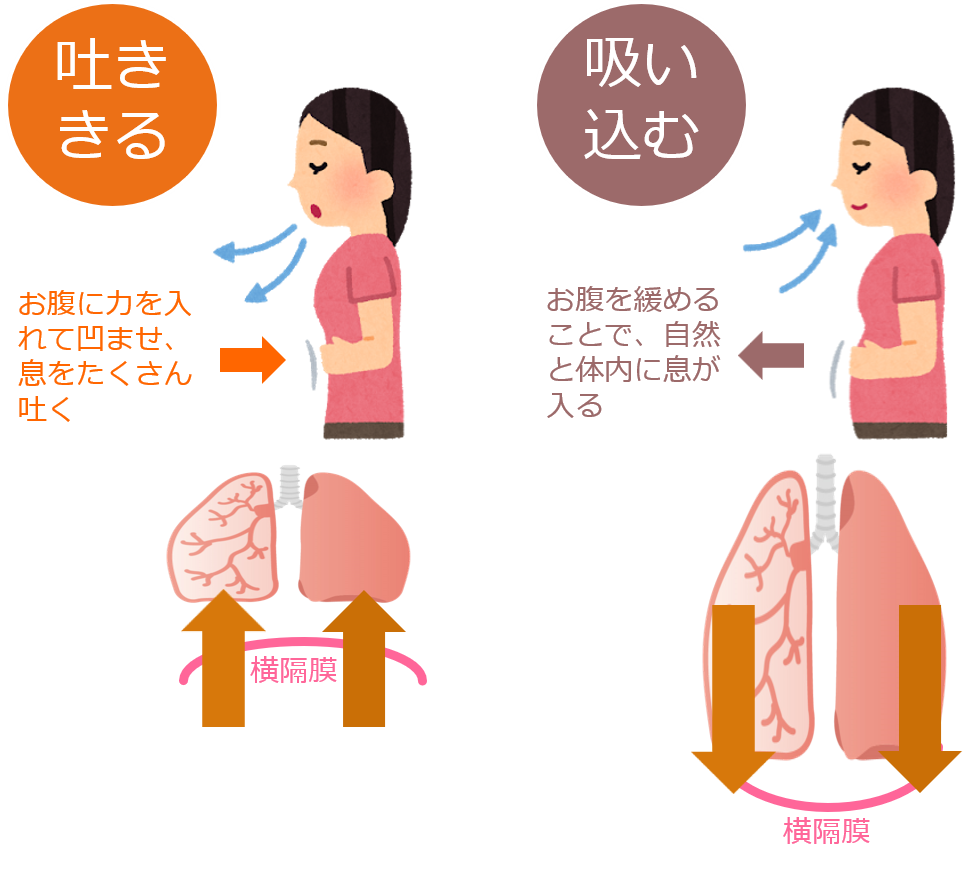 腹式呼吸の図解