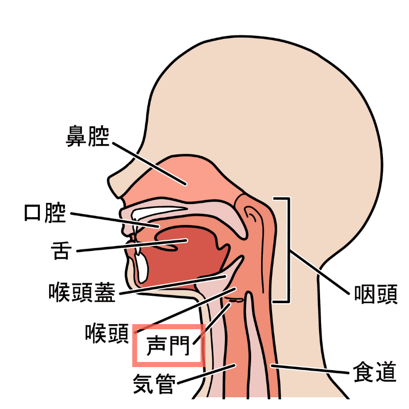 声門の位置