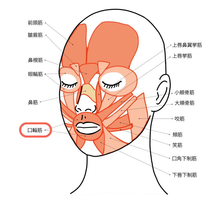 各種表情筋のうち、口輪筋を強調した解説図