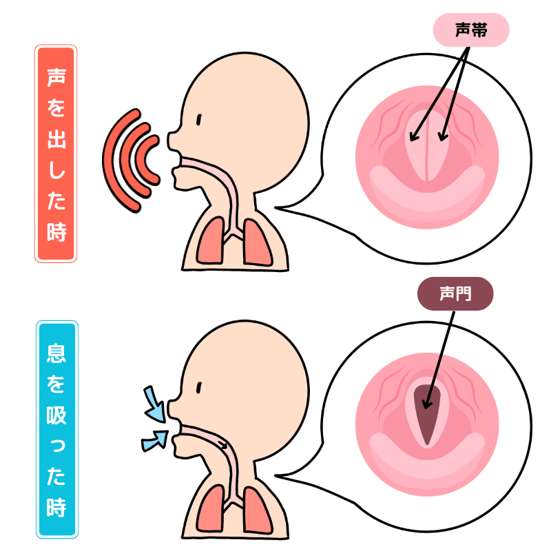 声帯の役割を示したイラスト：声を出したときに声帯が閉まって声帯同士が震える、息を吸った時に声門が開いて息が通る。