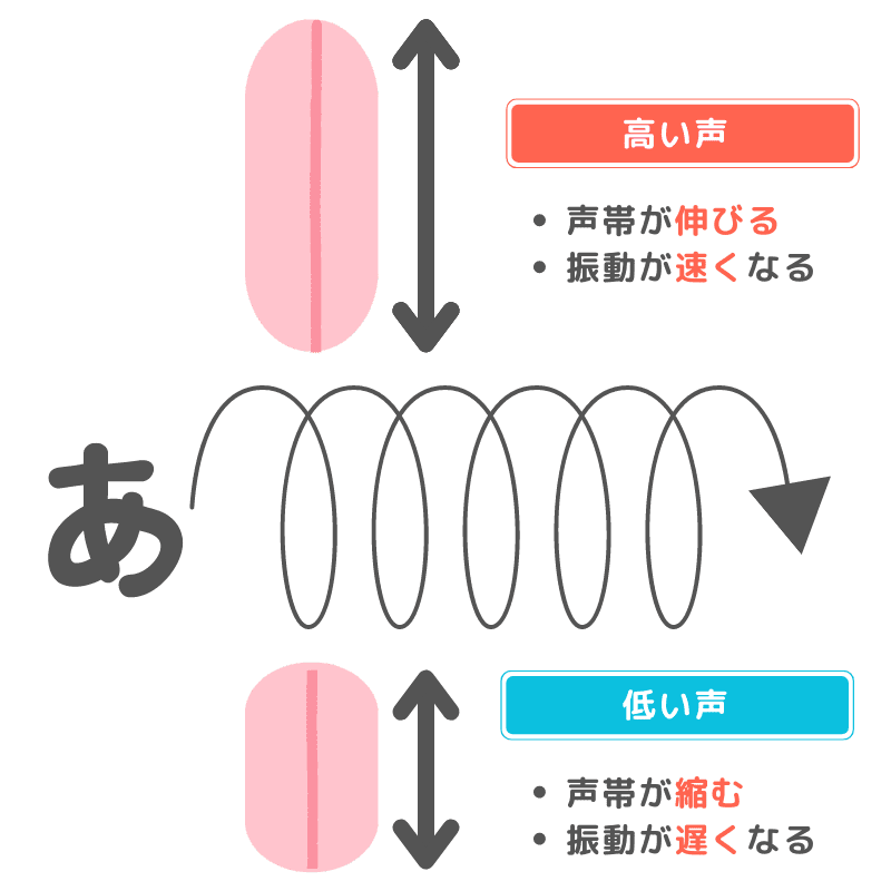 高い声では声帯が伸び、低い声では声帯が縮む