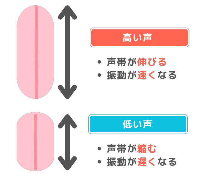 高い声と低い声の声帯の違い