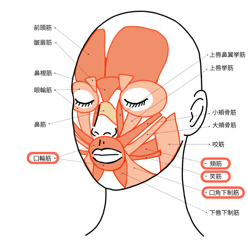 表情筋のイラスト