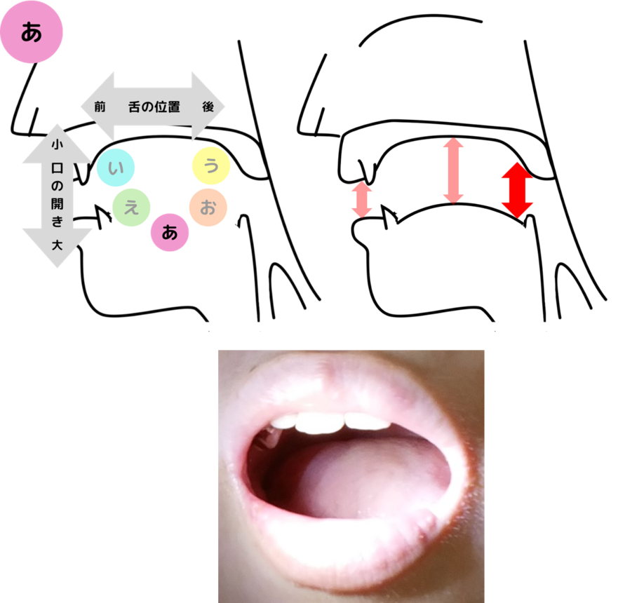 母音「あ」の舌の位置と口の開きを解説したイラストと写真